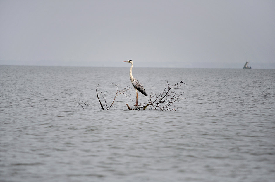 Grey heron in Negombo Lagoon at Muthurajawela wetlands