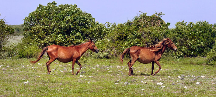 feral horses on Delft Island alias Nedunthivu
