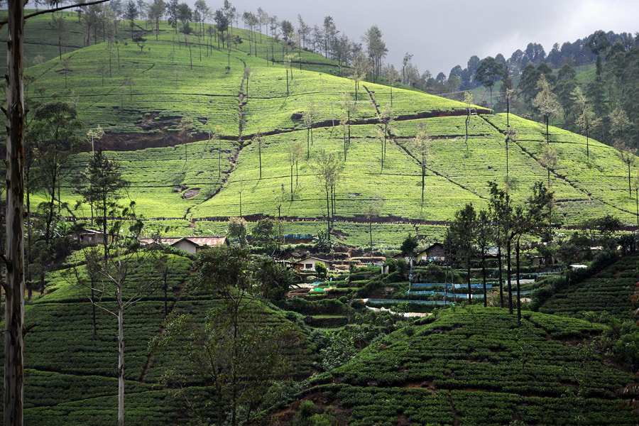 Nuwara Eliya tea region near Damro