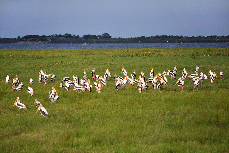 flock of painted storks at Kaudulla tank in Sri Lanka