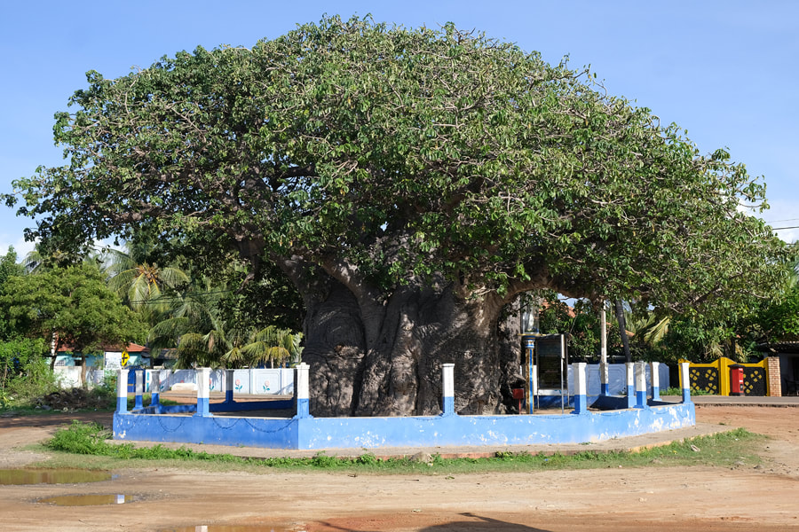 Pallimunai Baobab tree on the island of Mannar