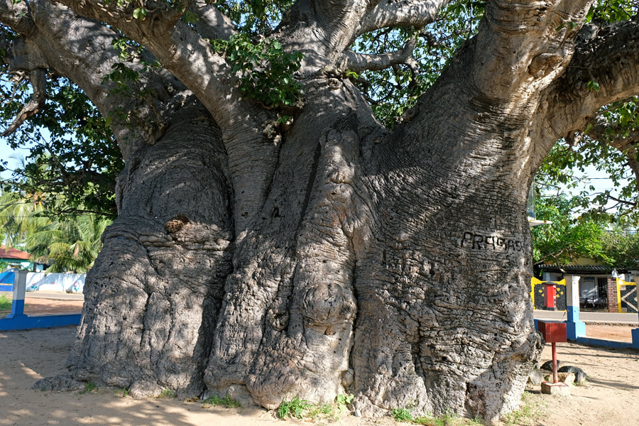 Pallimununai Baobab tree trunk in Mannar