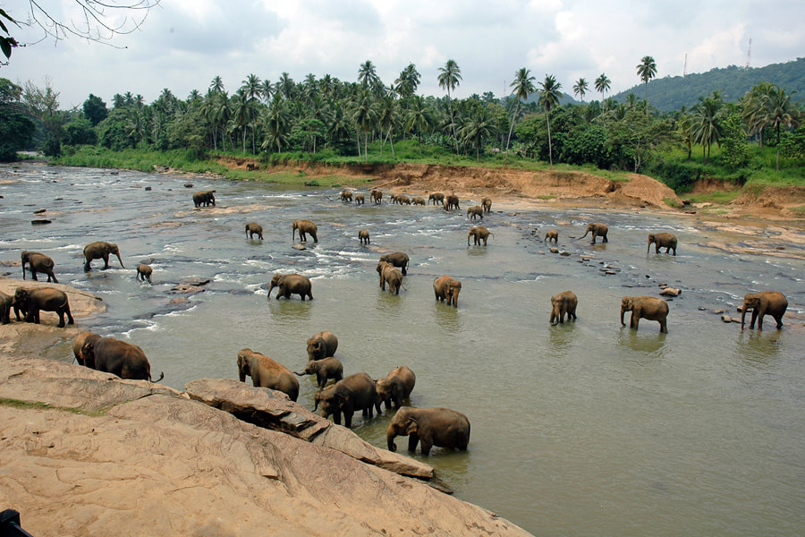 Pinnawela elephant bath in Maha Oya