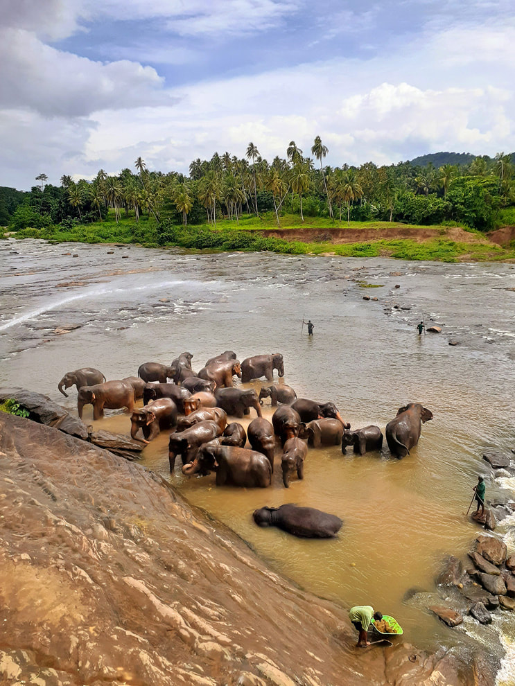 Sri Lanka's famous elephant bath in Pinnawela