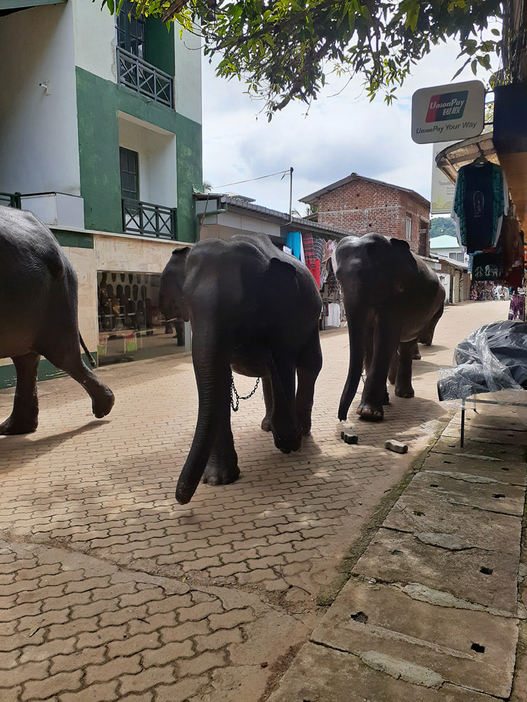 elephants running down the street in Pinnawela for a bath