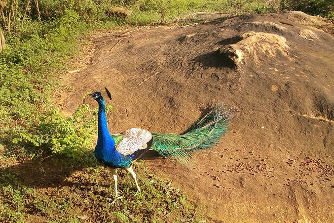 blue peacock in Yala National Park in Sri Lanka