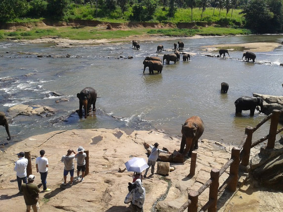 bathing elephants in Pinnawela in Sri Lanka