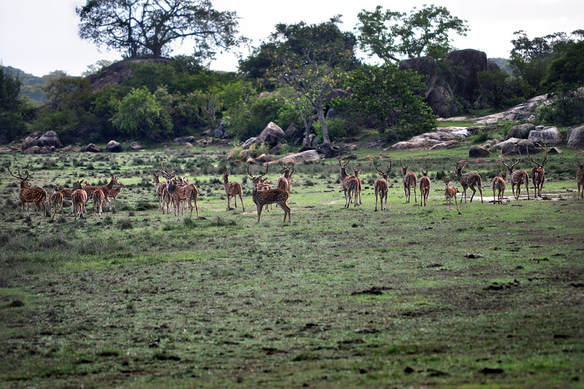 herd of chitals in the plains at Bagura Lagoon of Kumana NP