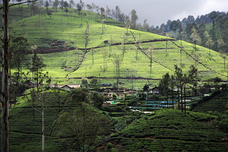 Labookellie te plantation in the tea-growing region of Nuwara Eliya