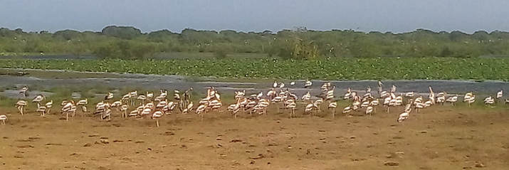 large flock of painted storks