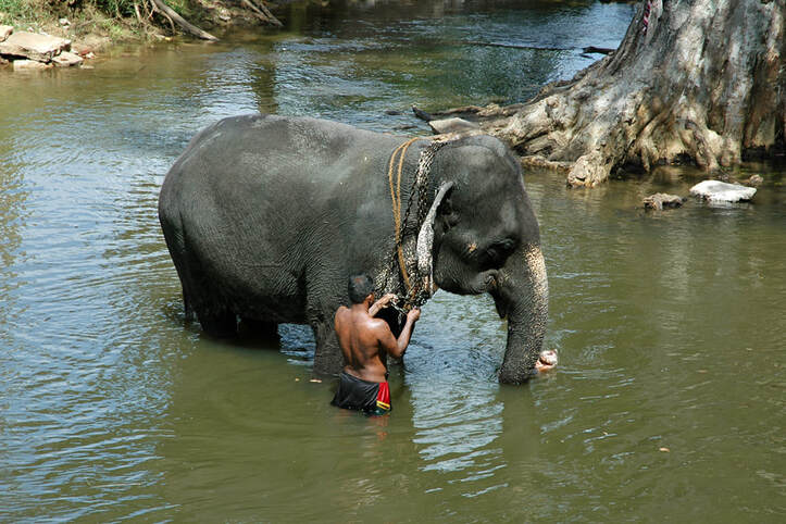 elephant washed near Habarana 