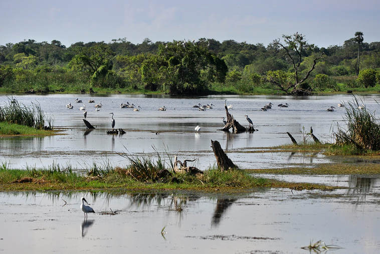 water birds in Kumana national park in Sri Lanka 