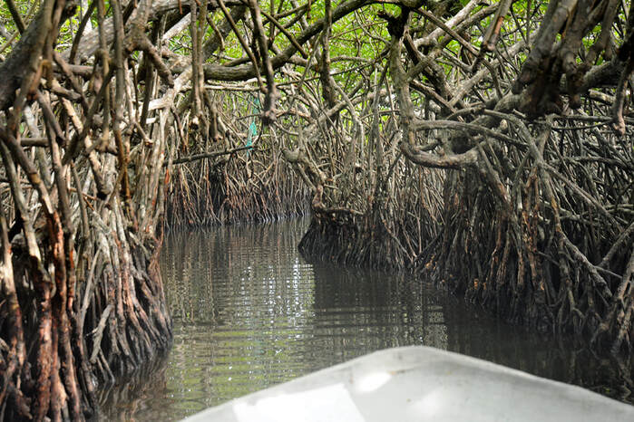 mangroves swamp at Madu Ganga