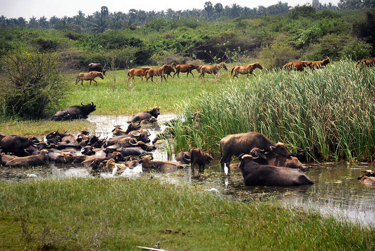 Wildpferde und Wasserbüffel auf Sri Lankas Insel Mannar
