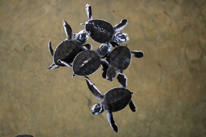 hatched turtles in Sri Lanka