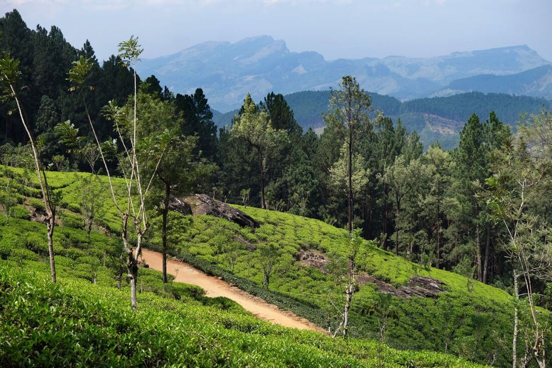 tea plantation near Pussellawa with views to Hanthana Range near Kandy