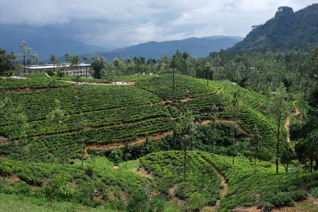 Rothschild tea factory near Pussellawa in Sri Lanka's Central Province