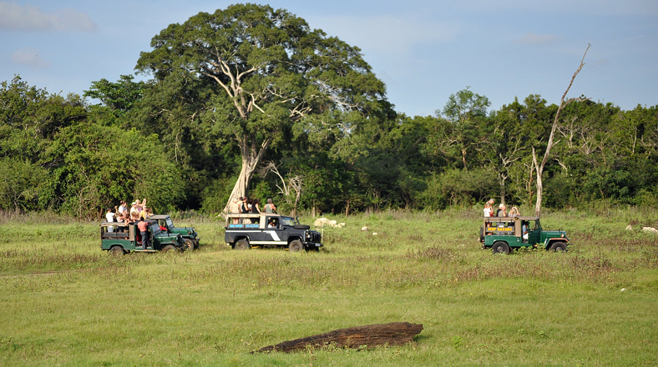 jeep safari in Kaudulla National Park in Sri Lanka