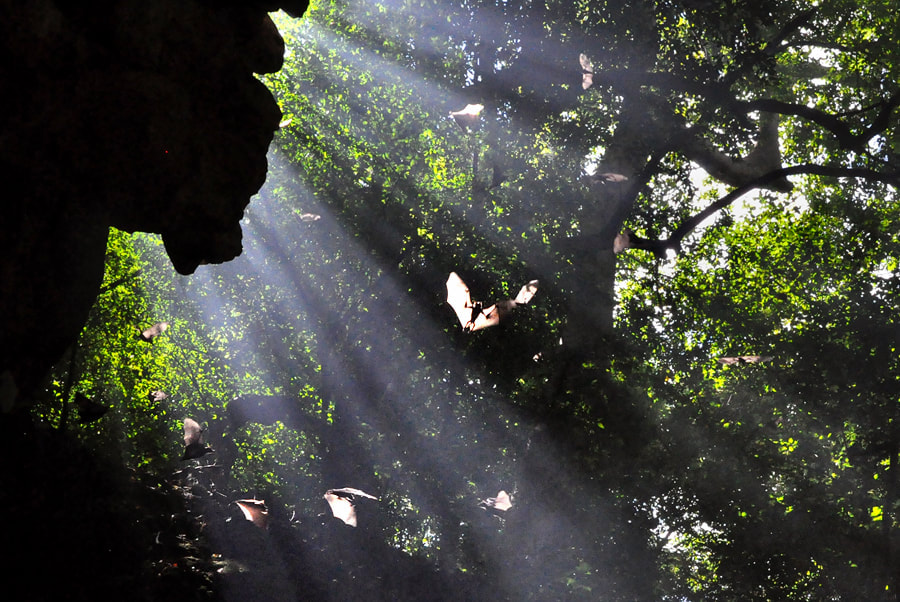 bats in the hills of Sinharaja in Sri Lanka