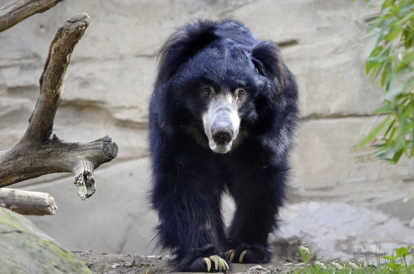 Sloth bears nicknamed Baloo in India and Sri Lanka