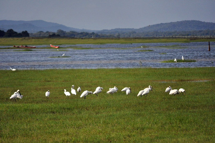 Commensal feeding of Little egrets and Eurasian spoonbills at Kaudulla reservoir in Sri Lanka
