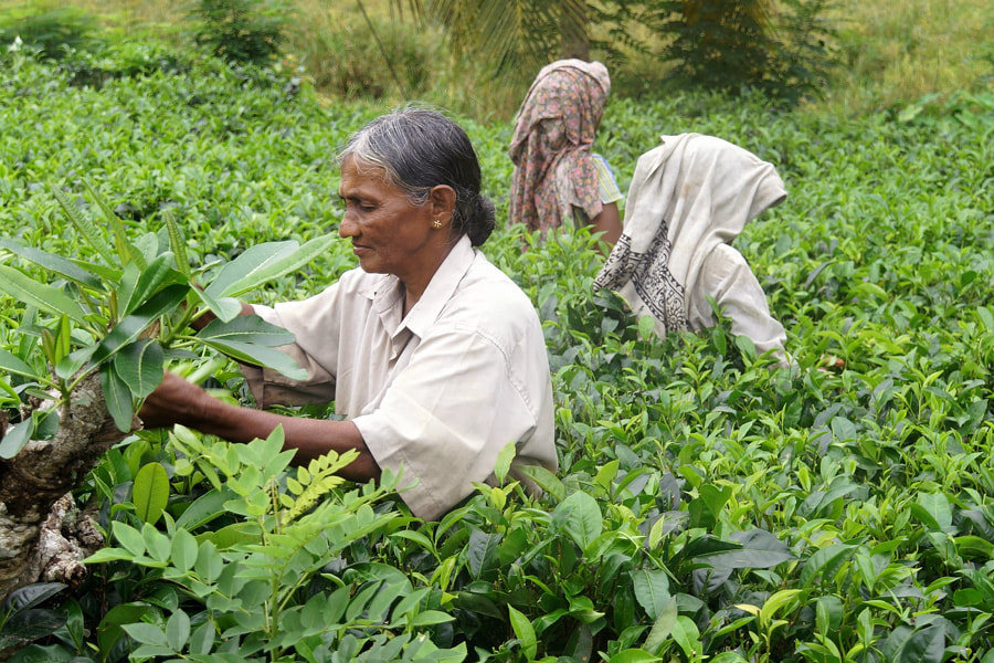Ceylon Tea pickers