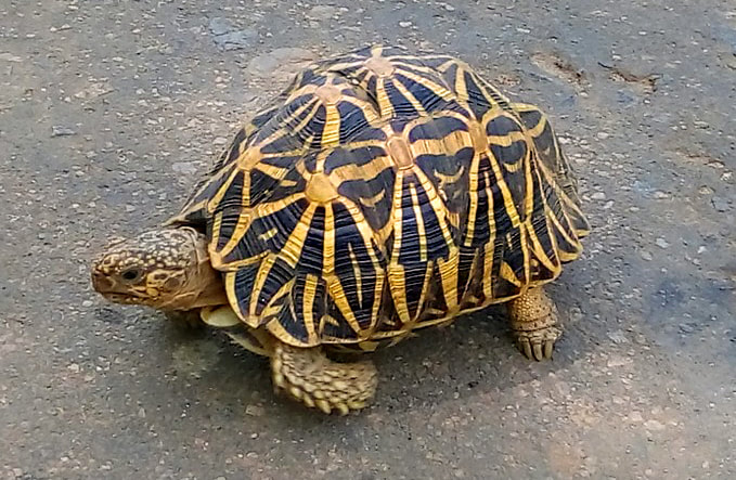 Indian star tortoise in Sri Lanka