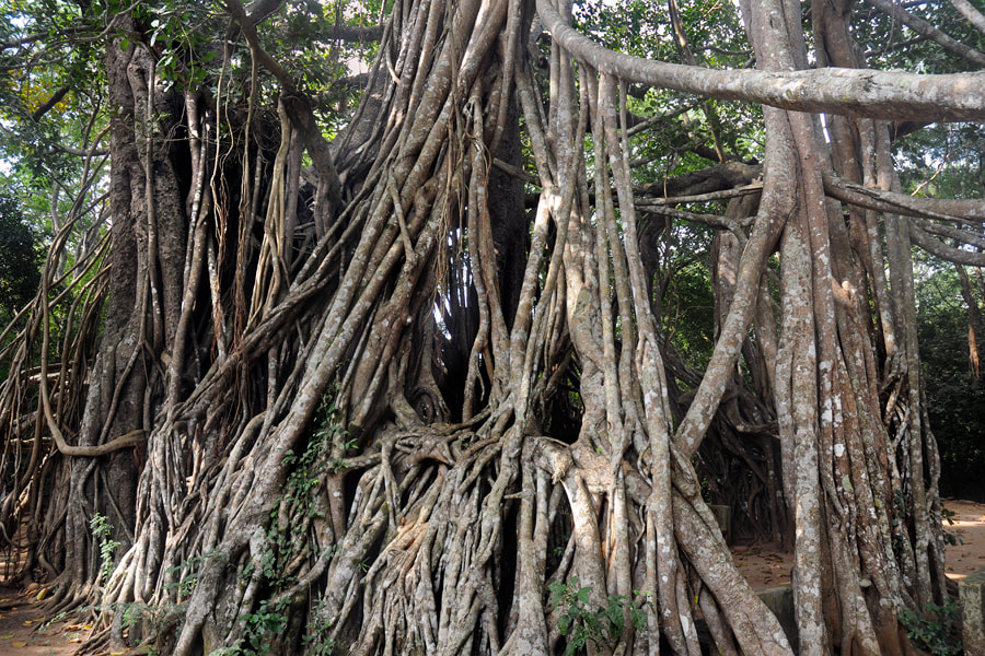 Banyan-Baum nahe Mihintale