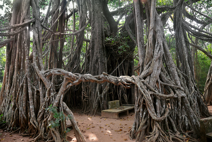 affenschwanzbaum des Mihindu Aranya Senasanaya zwischen Anuradhapura und Mihintale