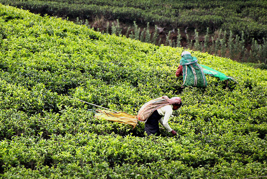 tea harvest in Sri Lanka