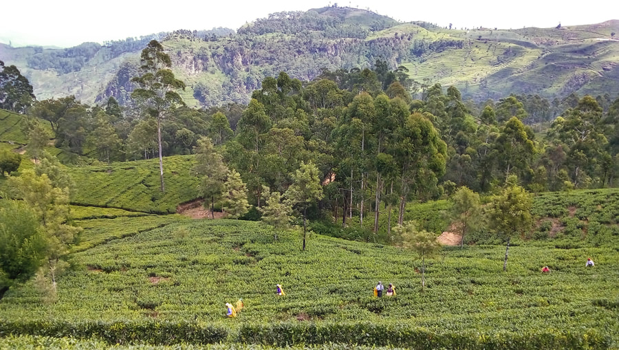 tea plantation near Haputale in Sri Lanka
