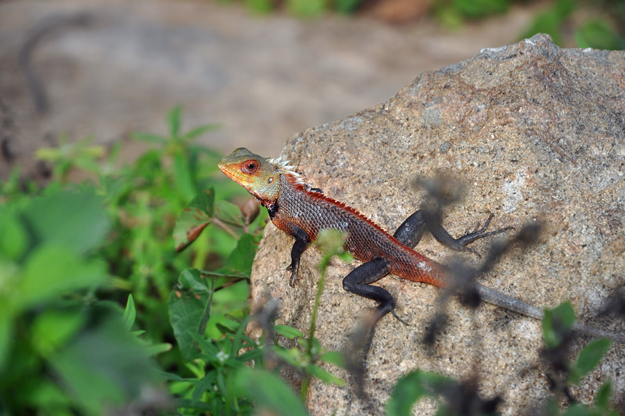 Agama in the Mihintale Hills