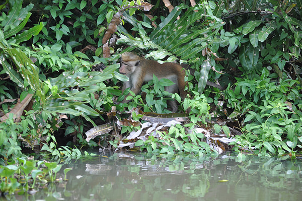 Toque monkeys in Muthurajawela sanctuary