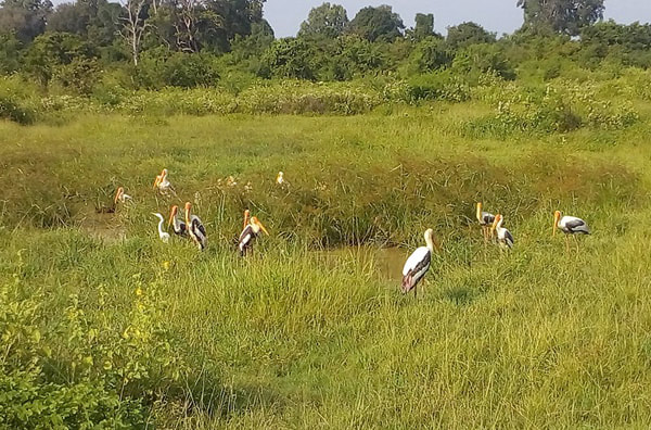 Painted Storks in Uda Walawe National Park