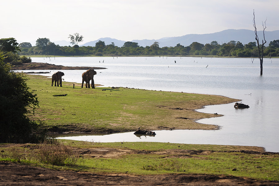 Udawalawe Lake