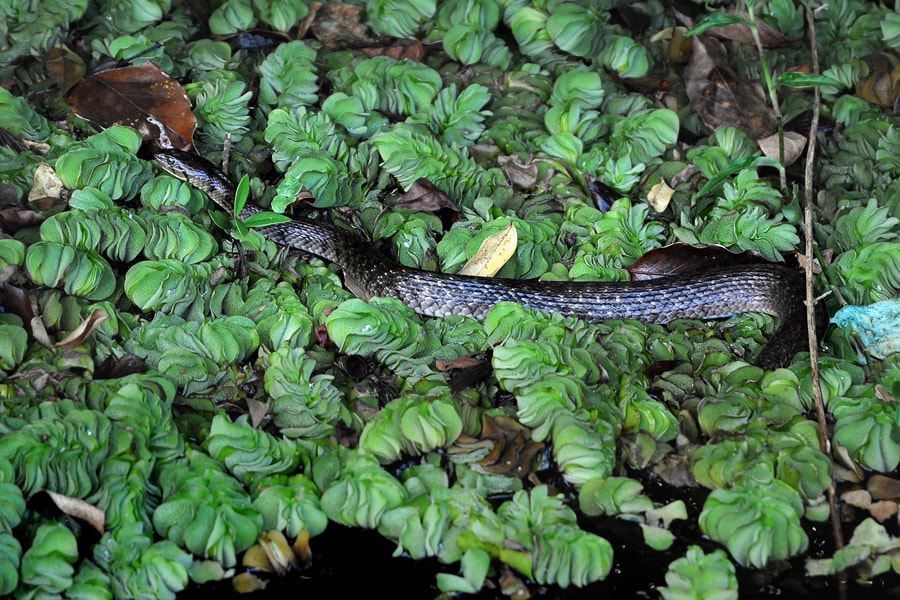 snake in a pond near the Valagamba cave of Varana Rajamaha Vihara
