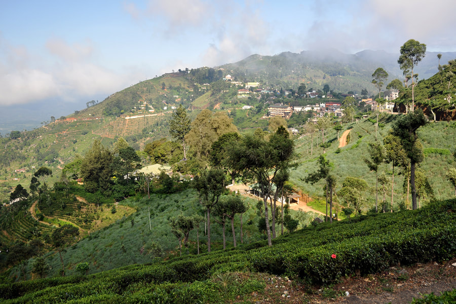 view to Haputale in Sri Lanla's Uva tea region