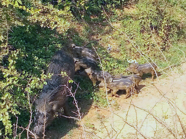 boar and shoats in Yala National park